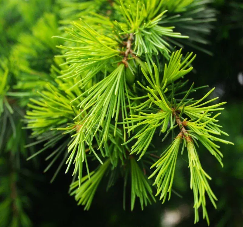 Cedrus Deodara – Cedro