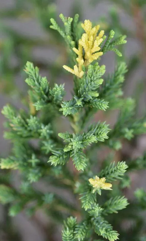Juniperus Chinensis Stricta Variegata – Ginepro