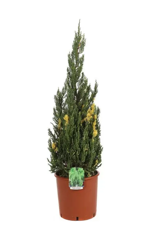 Juniperus Chinensis Stricta Variegata – Ginepro - immagine 3