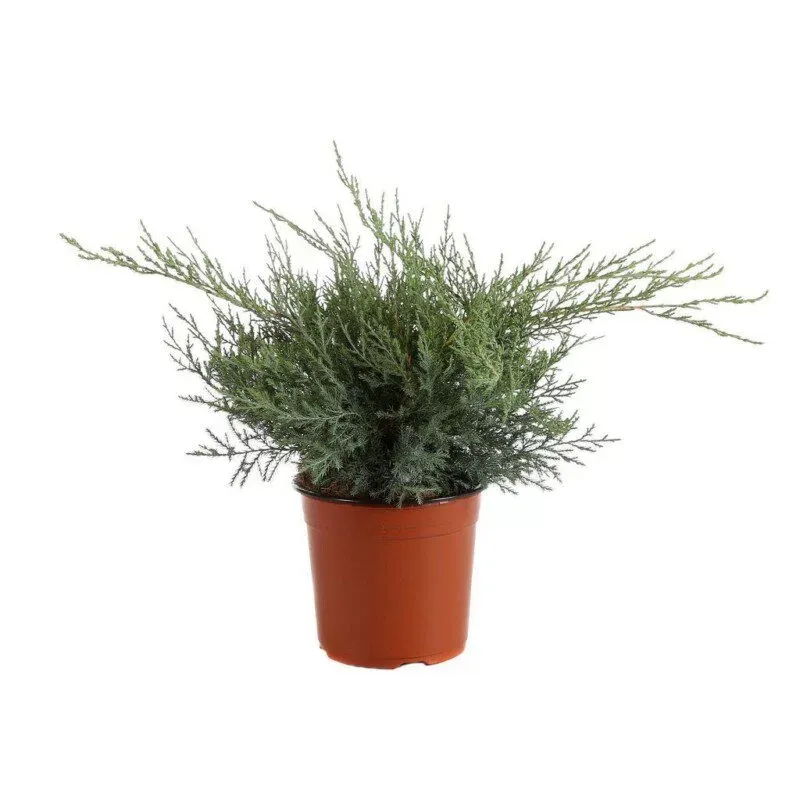 Juniperus Media Pfitzeriana Compacta – Ginepro - immagine 2