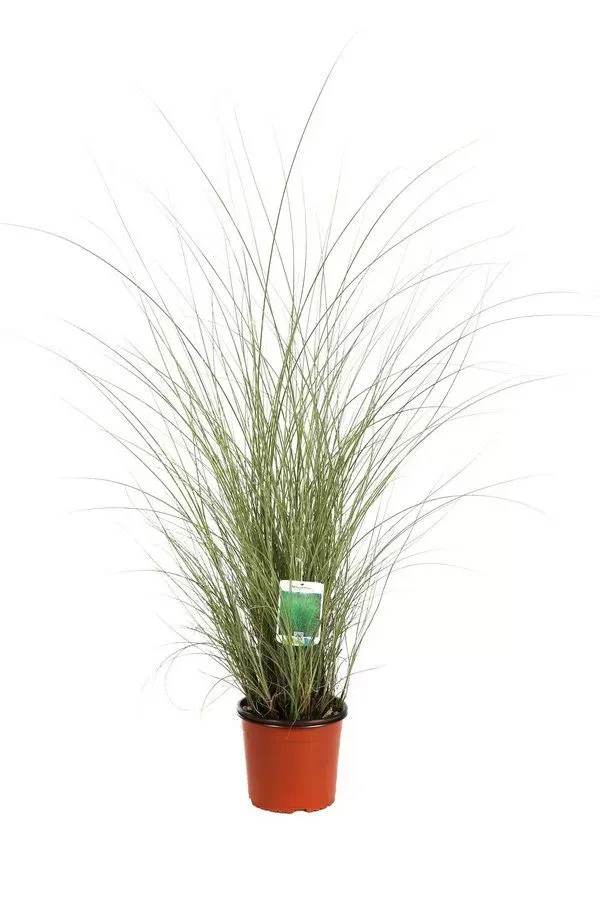 Miscanthus Sinensis Morning Light – Miscanto - immagine 2