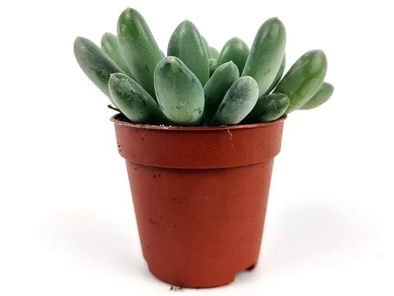Pachyphytum Oviferum