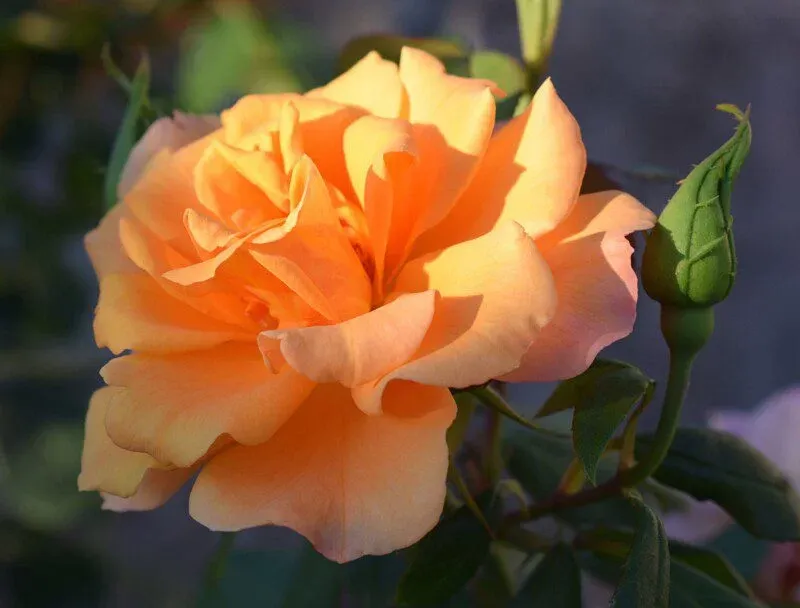 Rosa Orange Dawn – Rampicante