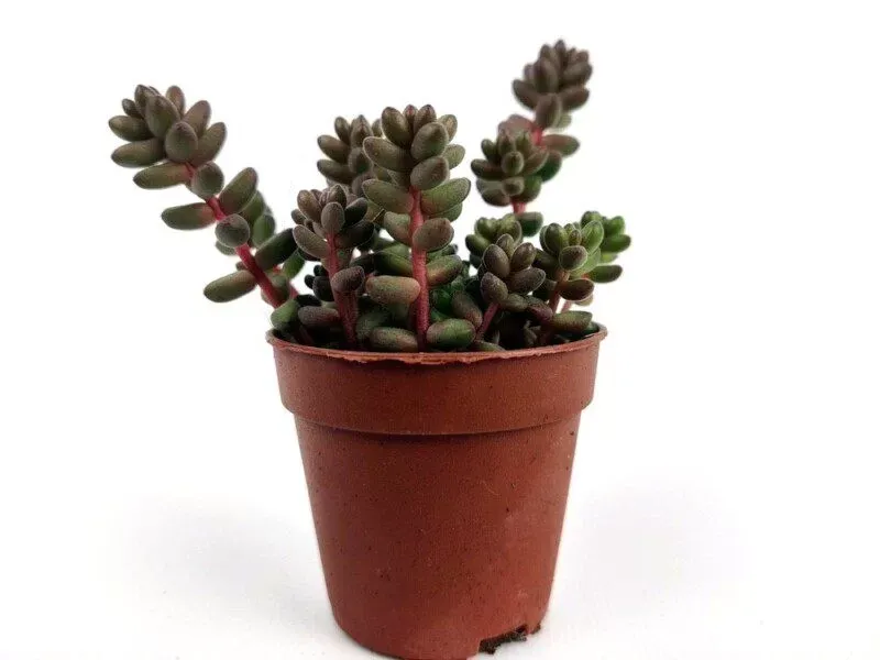 Sedum Rubrotinctum