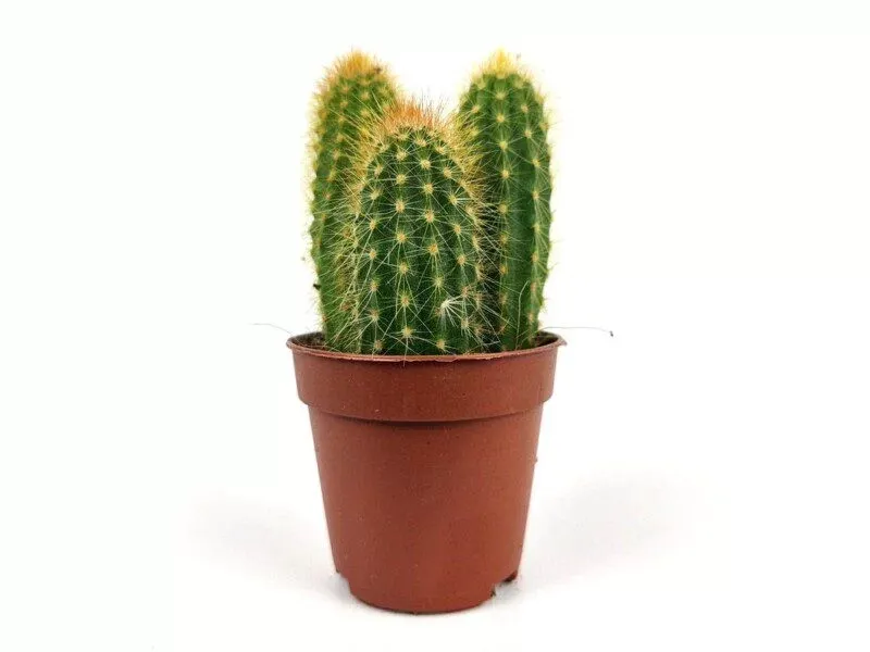 Weberbauerocereus Johnsonii